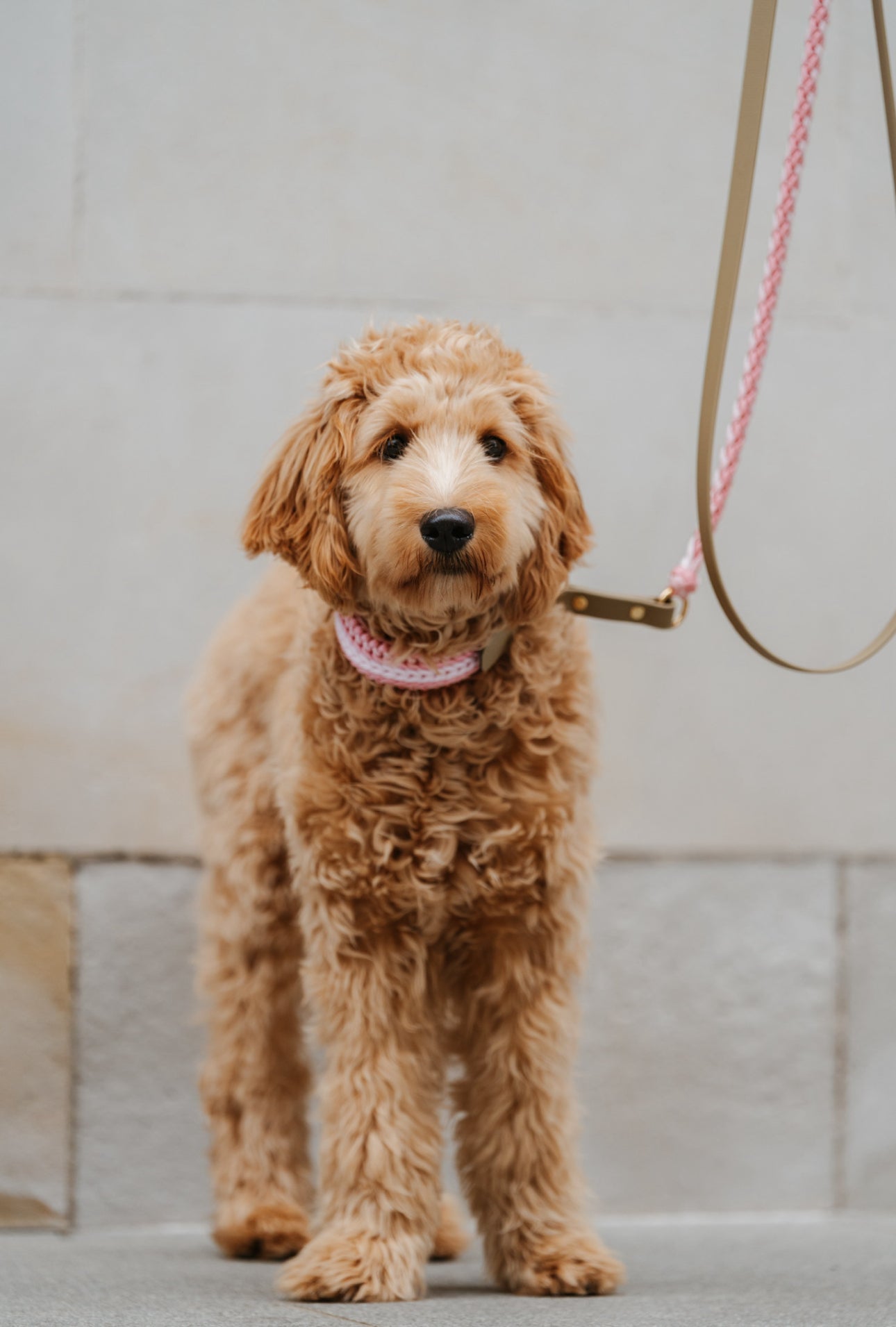 PARACORD LEINE l PINK BLOSSOM