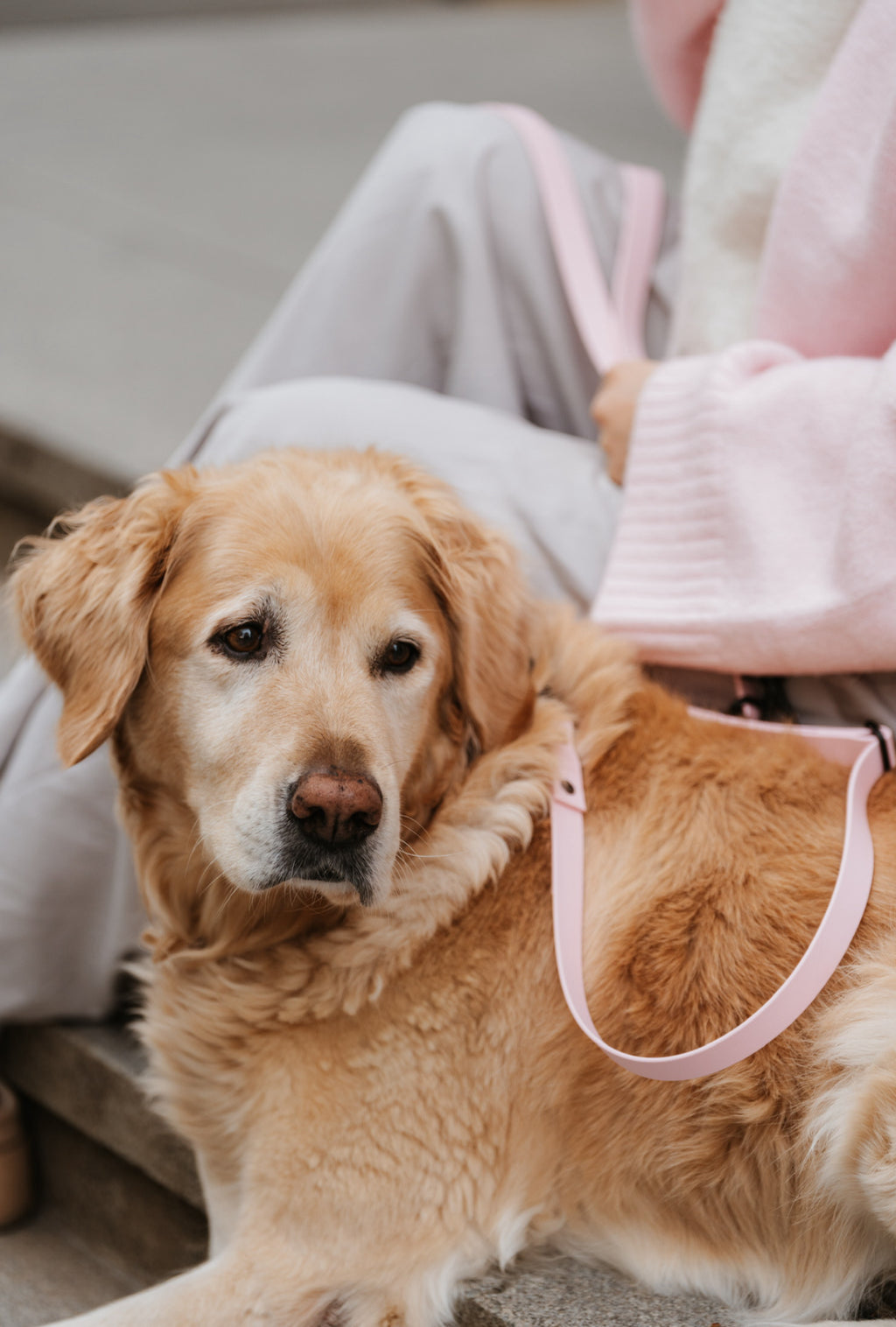 BIOTHANE HALSBAND HUDSON l SOFT PINK