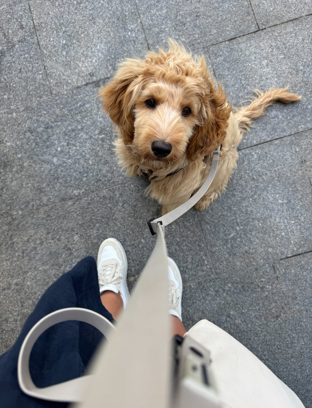 BIOTHANE LEINE HUDSON l TAUPE