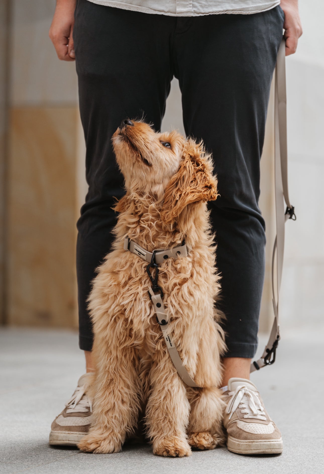 BIOTHANE LEINE HUDSON l TAUPE