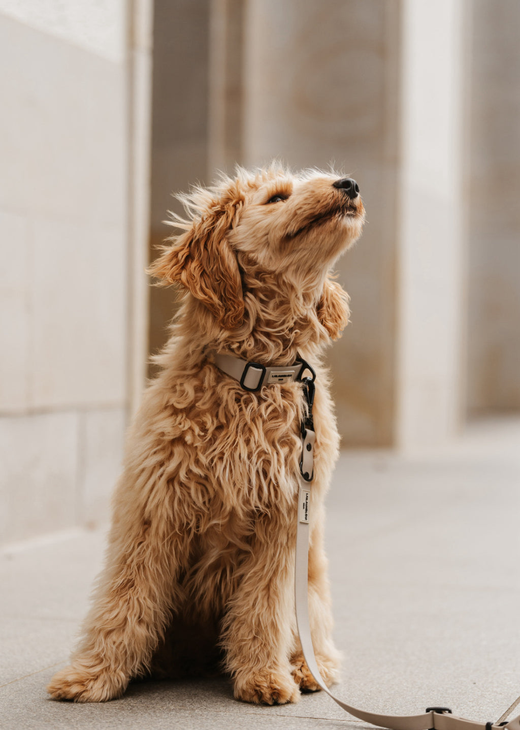 BIOTHANE HALSBAND HUDSON l TAUPE