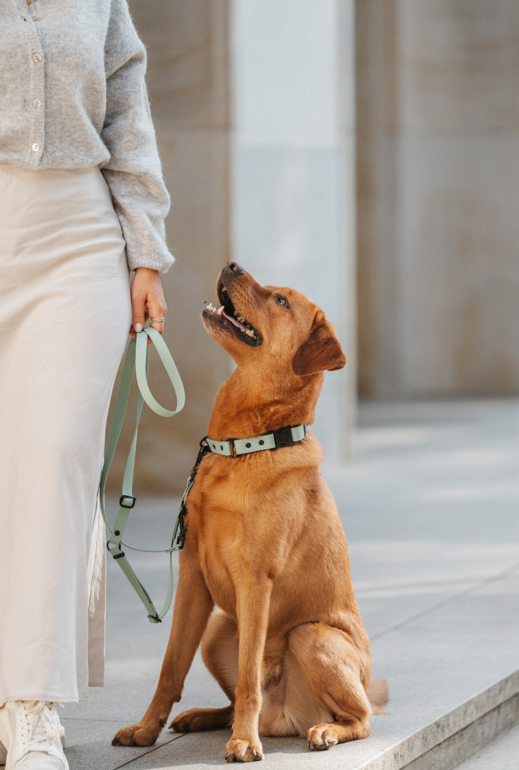 BIOTHANE HALSBAND HUDSON l SAGE