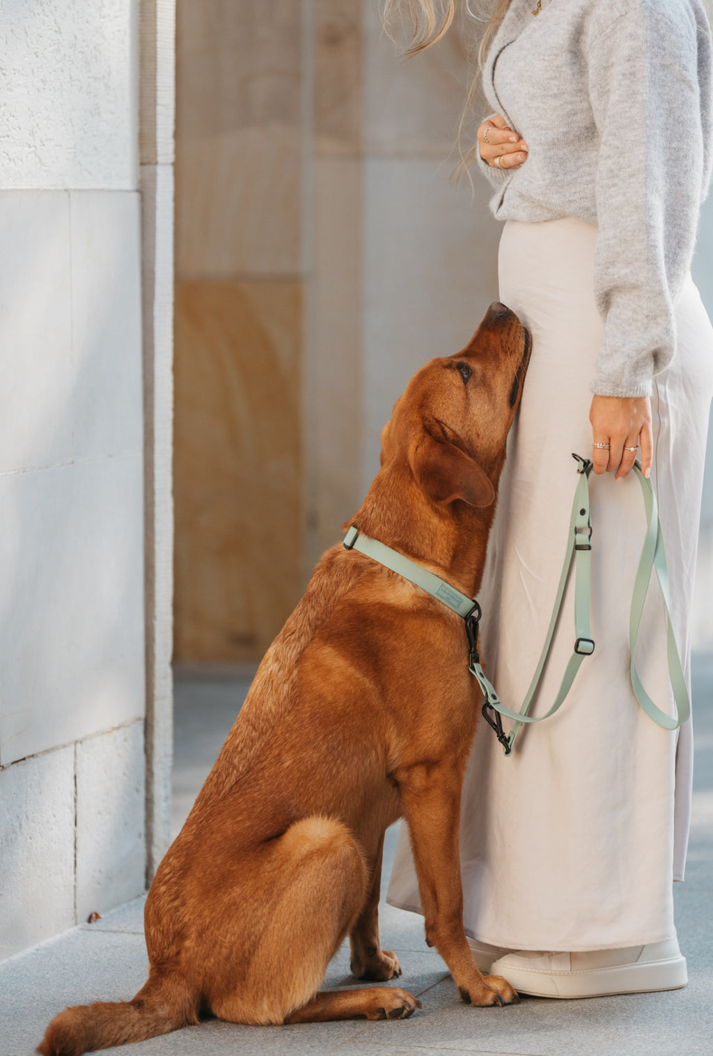 BIOTHANE HALSBAND HUDSON l SAGE